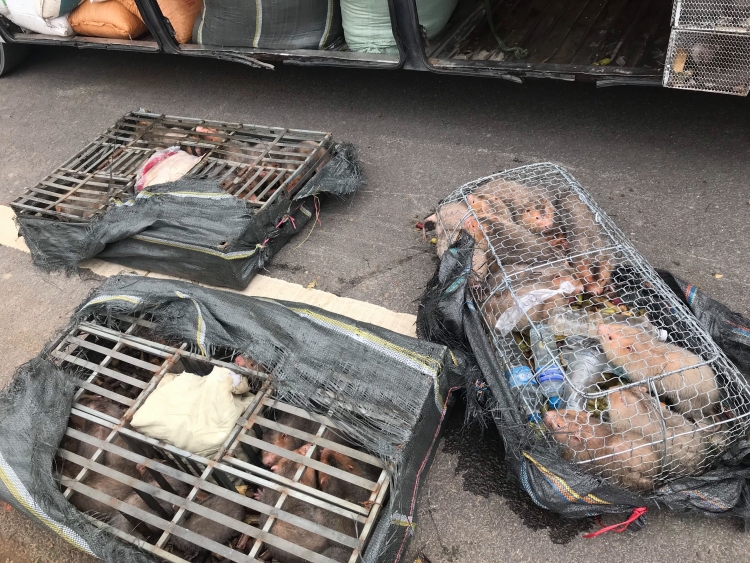 da nang phat hien 70 ca the dui tren xe khach duong dai