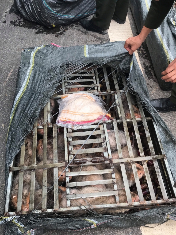 da nang phat hien 70 ca the dui tren xe khach duong dai