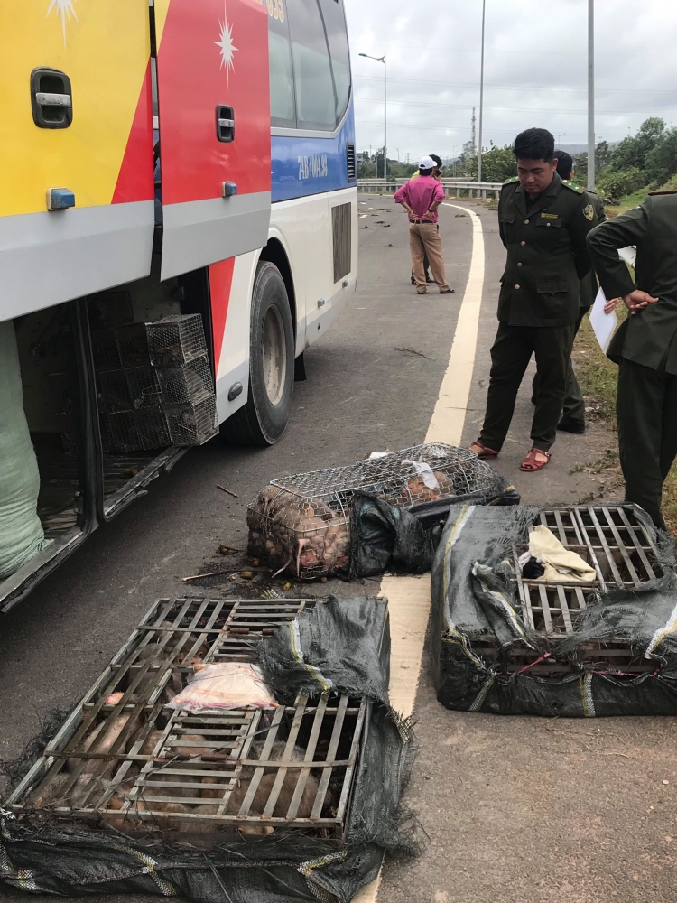 da nang phat hien 70 ca the dui tren xe khach duong dai