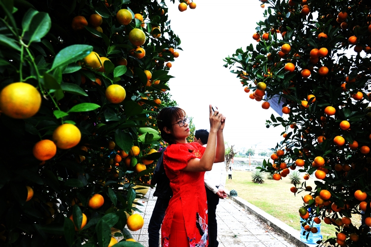 hoi an 70 chau quat canh dep nhat cam ha tham gia ban dau gia