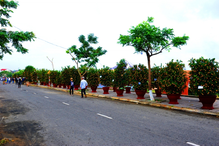 hoi an 70 chau quat canh dep nhat cam ha tham gia ban dau gia