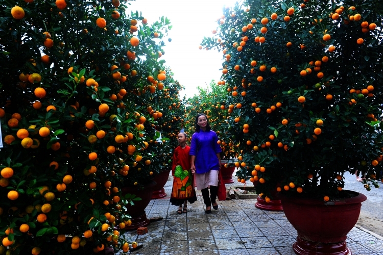 Rộn ràng làng quất cảnh lớn nhất miền Trung ở Hội An