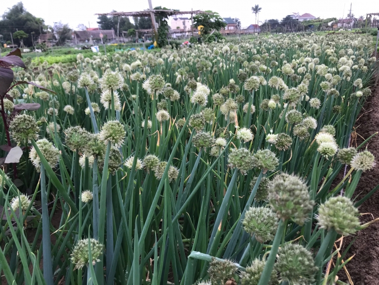 dac sac le cau bong lang rau tra que o hoi an