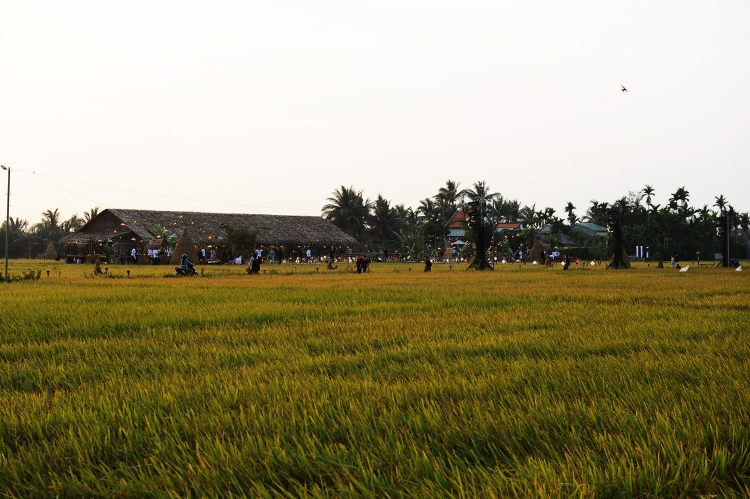 bua tiec ngan do doc dao tren canh dong lua o hoi an