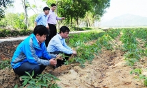 Thừa Thiên Huế: Dân “khóc ròng” vì hàng nghìn hecta sắn nhiễm bệnh khảm lá