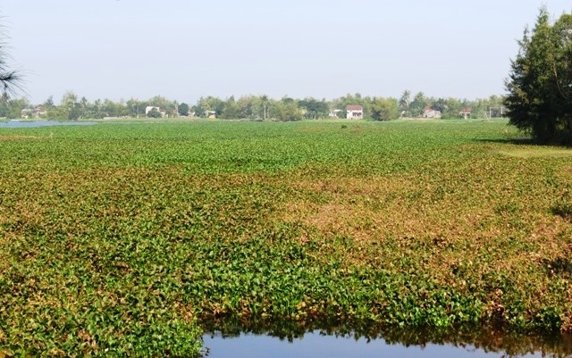 quang nam giac mo ve thanh pho ben song co co