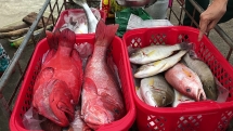 Chợ hải sản nơi xứ đảo Cù Lao Chàm