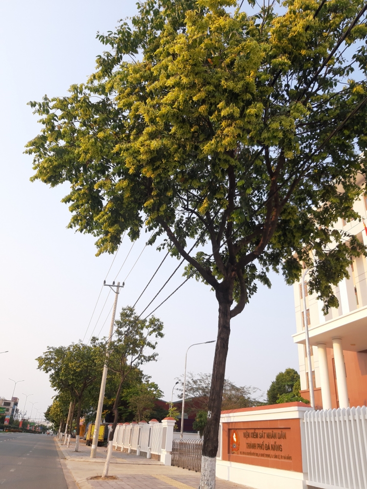 duong pho da nang khoe sac hoa giua mua dich tram lang