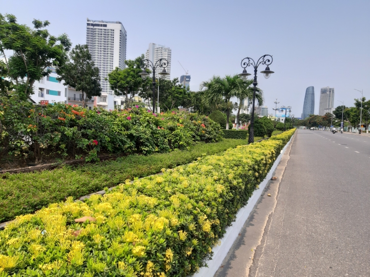 Rực rỡ sắc hoa trên phố Đà Nẵng giữa mùa dịch trầm lắng