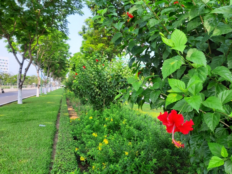 duong pho da nang khoe sac hoa giua mua dich tram lang