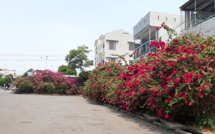 duong pho da nang khoe sac hoa giua mua dich tram lang