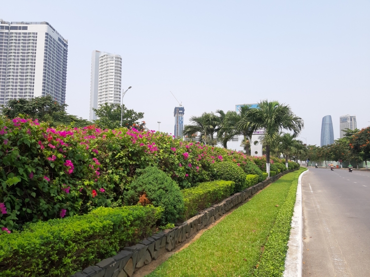 duong pho da nang khoe sac hoa giua mua dich tram lang