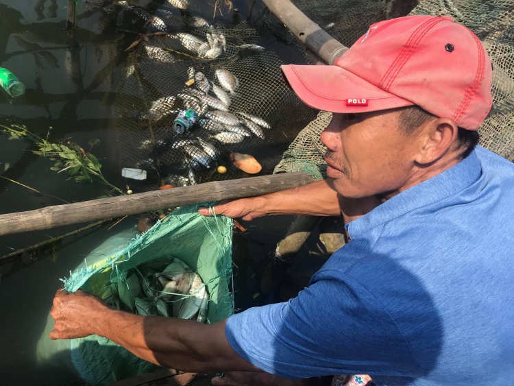Thừa Thiên - Huế: Cá lồng bè chết hàng loạt bất thường