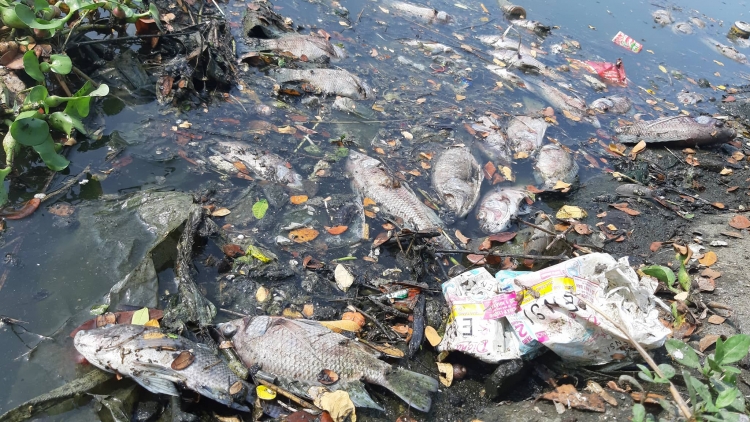 Đà Nẵng: Cá lại chết trắng quanh trạm xử lý nước thải Phú Lộc