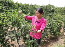 Người nông dân Tây Nguyên điêu đứng vì trồng phải giống chanh dây “dỏm”