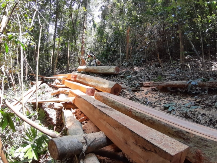 quang nam lam tac chat ha 18 cay co thu tai rung nam giang