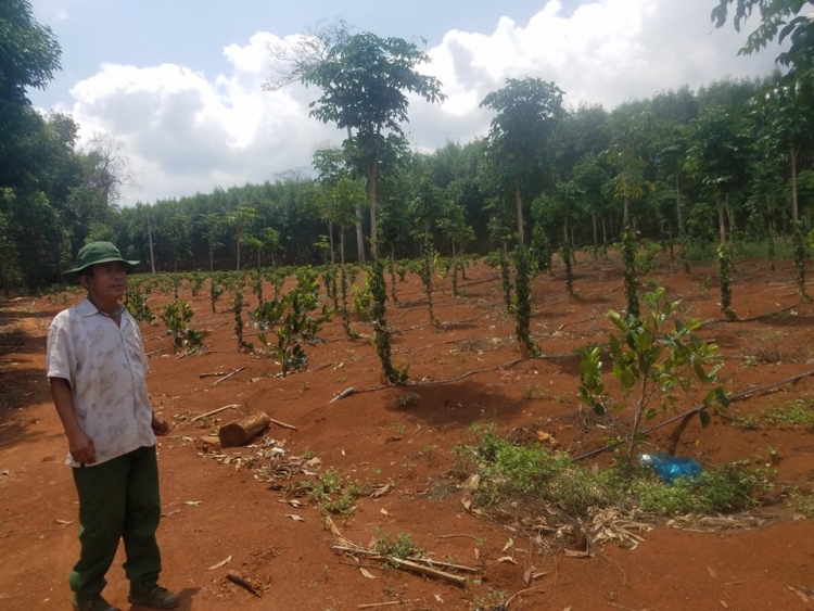 Giám đốc Công ty Ka Nak "bỏ lọt" 2,3ha đất rừng cho vợ mở trang trại