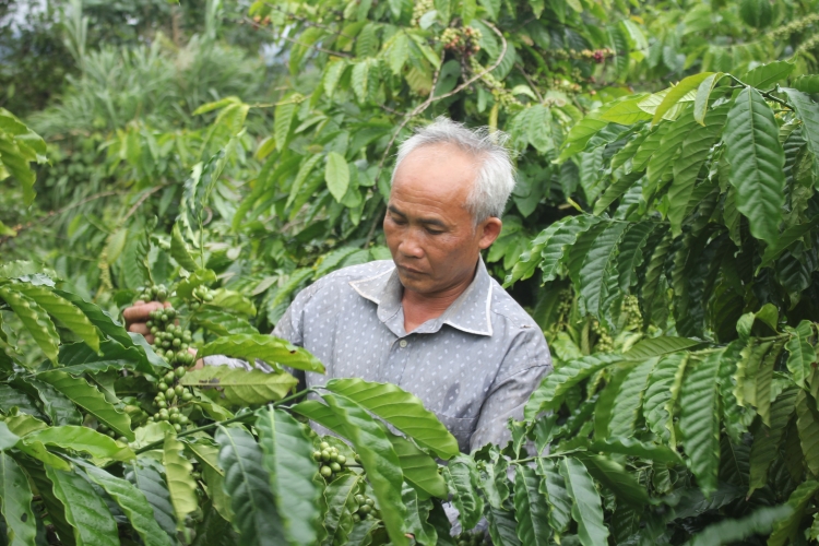 kon tum la o nong chan dat uoc mo lam nong nghiep cong nghe cao