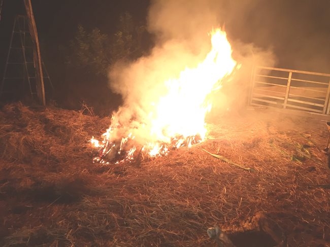 Gia Lai: Phát hiện ổ dịch tả lợn Châu Phi tại huyện Chư Pưh