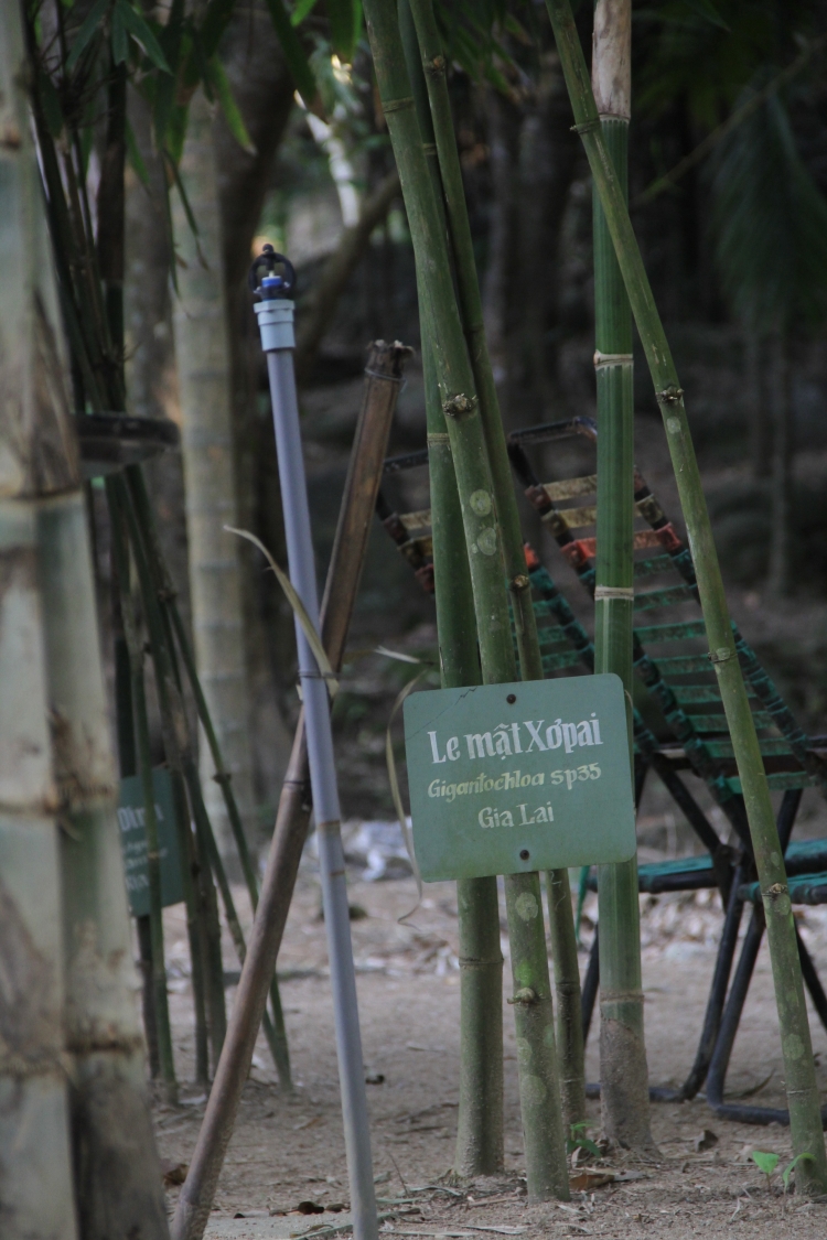 da nang can canh khu bao ton tre truc quy hiem o nui son tra