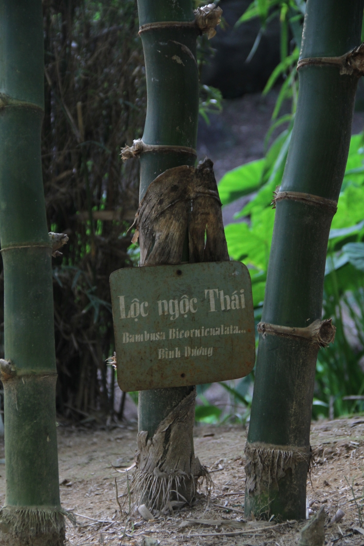 da nang can canh khu bao ton tre truc quy hiem o nui son tra