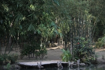 Đà Nẵng: Cận cảnh khu bảo tồn tre trúc quý hiếm ở núi Sơn Trà