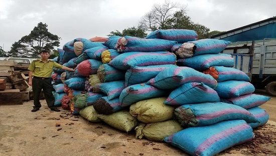 Cạo vỏ thông đưa ra Bắc bán cho thương lái Trung Quốc