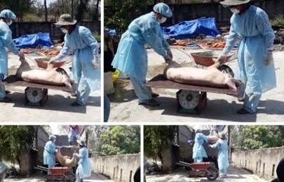 Quảng Nam: Xuất hiện ổ dịch tả lợn Châu Phi mới tại Điện Bàn