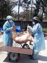 dich ta lon chau phi xuat hien tai 5 xa phuong cua tx dien ban quang nam