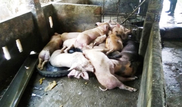 Đà Nẵng: Phát hiện ổ dịch tả lợn Châu Phi thứ 3 trên địa bàn