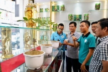 Củ sâm Ngọc Linh lớn nhất Việt Nam được trưng bày tại Đà Nẵng