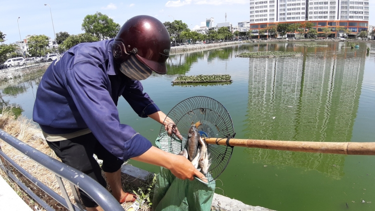 da nang ca tiep tuc chet trang gay o nhiem nang tai ho thac gian