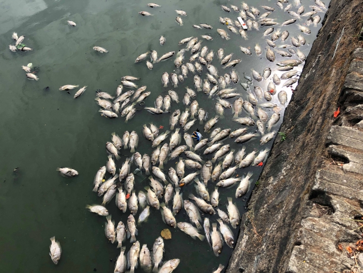 vu ca chet o ho thac gian so tai nguyen va moi truong da nang noi gi