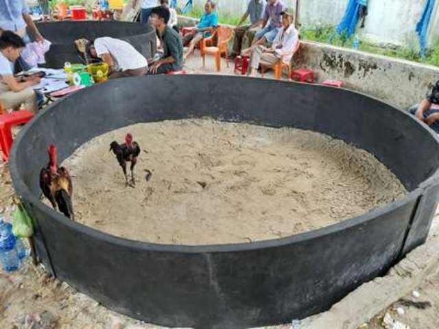 Quảng Nam: Triệt xóa tụ điểm đánh bạc bằng hình thức đá gà quang nam triet xoa tu diem danh bac bang hinh thuc da ga