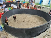 Quảng Nam: Triệt xóa tụ điểm đánh bạc bằng hình thức đá gà