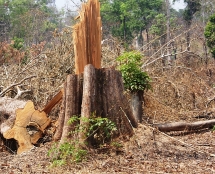 Gia Lai: Phát hiện Ban quản lý để mất hơn 9.000ha rừng