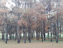 Vụ “bức tử” hàng trăm héc ta rừng thông tại Gia Lai: Yêu cầu công an vào cuộc