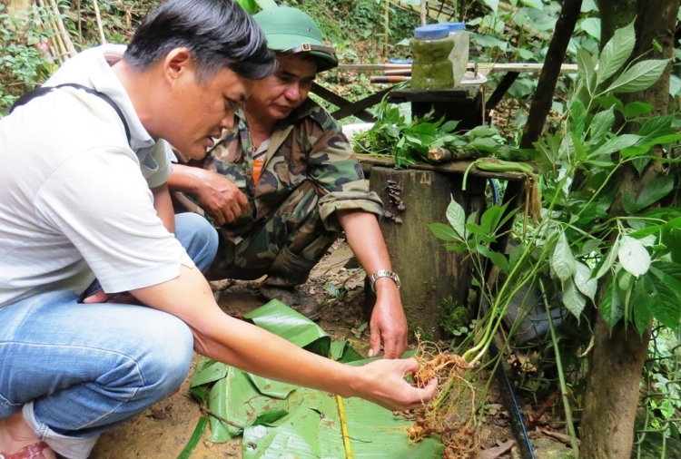 phat hien nhieu sai pham tai du an phat trien sam ngoc linh