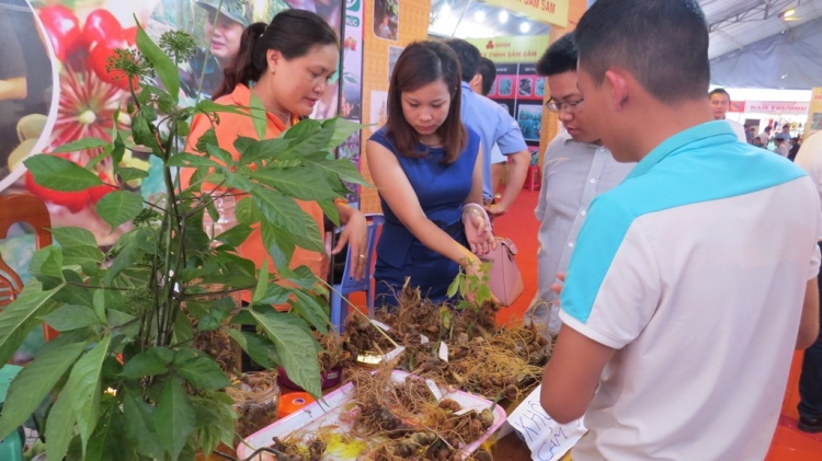 phat hien nhieu sai pham tai du an phat trien sam ngoc linh