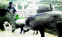 Anh “cà thọt” thành tỷ phú nhờ nuôi heo rừng dưới chân núi Bà Nà