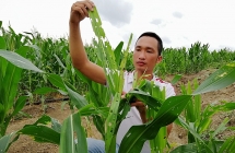 gia lai sau keo pha 5000 ha ngo nong dan bat luc