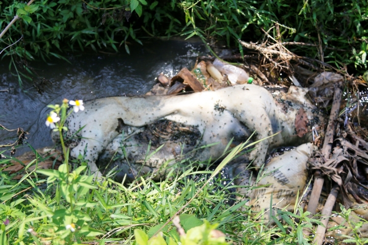 Quảng Nam: Xác lợn chết vứt đầy kênh, lãnh đạo xã chưa nhận được thông tin