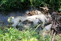 Quảng Nam: Xác lợn chết vứt đầy kênh, lãnh đạo xã chưa nhận được thông tin