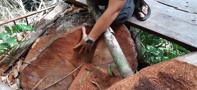 can canh rung cu yang dak lak bi pha tan hoang