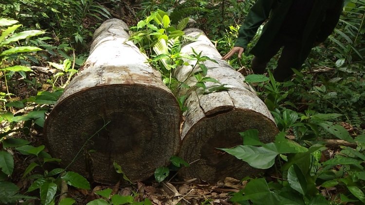 can canh rung cu yang dak lak bi pha tan hoang