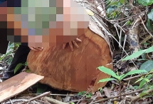 Cận cảnh rừng Cư Yang, Đak Lak  bị phá “tan hoang”