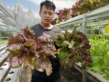 9X dùng tiền mừng cưới đầu tư trồng rau thủy canh, thu tiền triệu mỗi ngày
