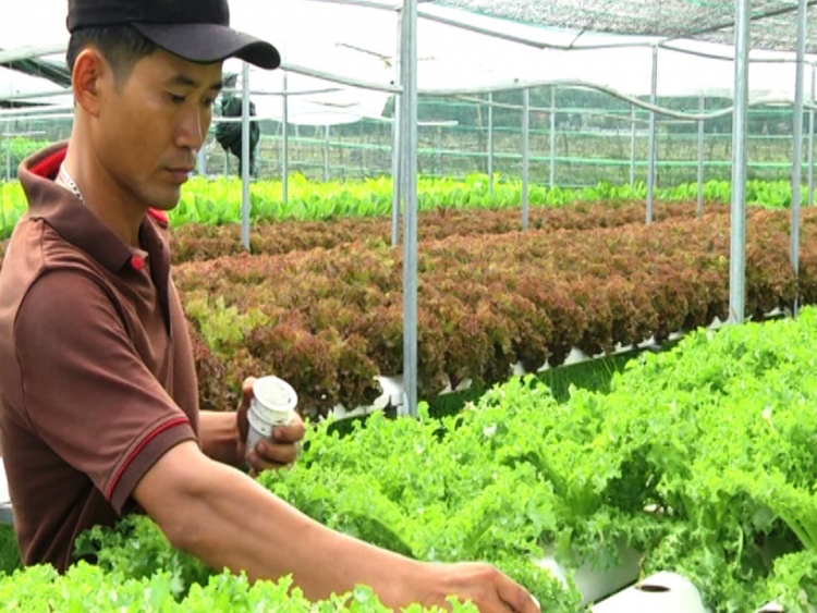 Quảng Nam: Thu hút đầu tư vào nông nghiệp chưa tương xứng với tiềm năng