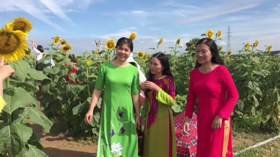 Giới trẻ phát sốt với cánh đồng hoa hướng dương tuyệt đẹp ở vùng Gò Nổi, Điện Bàn