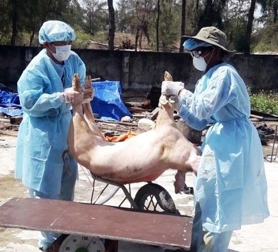 Quảng Nam tái  bùng phát dịch tả lợn châu Phi